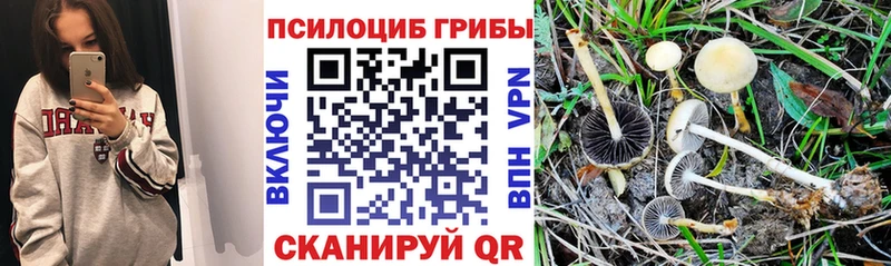Псилоцибиновые грибы Magic Shrooms  сколько стоит  Пересвет 